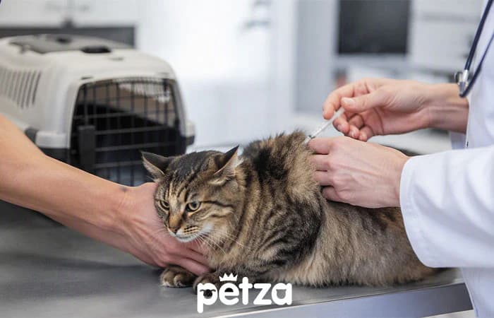 Kedi Karma Aşısı Nedir?