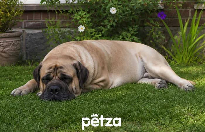 Mastiff (İngiliz Mastiff) Özellikleri