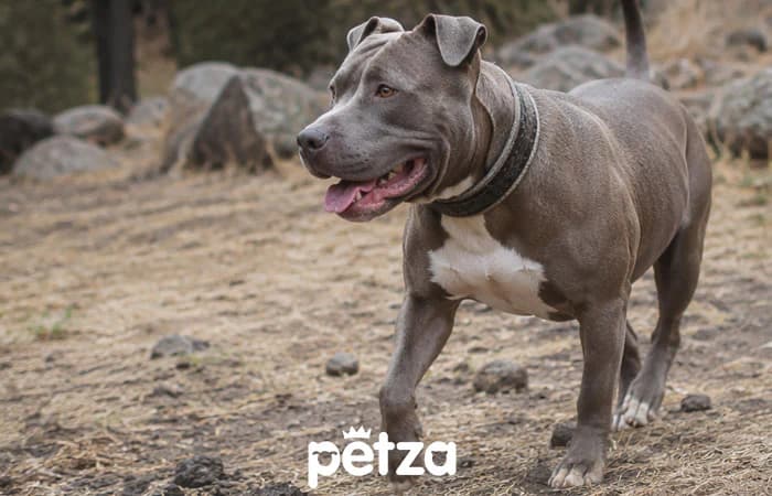 Pitbull Özellikleri