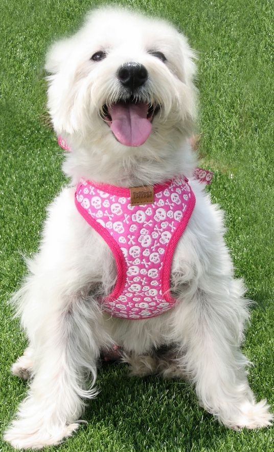 Skull Pembe Köpek Göğüs Tasması ve Uzatması