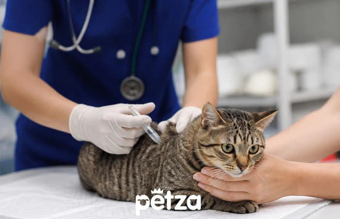 Kedi Aşı Takvimi. Hangi Aşı Ne Zaman?