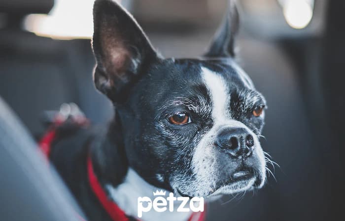 Boston Terrier Özellikleri