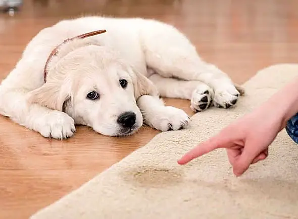 Yavru Köpeklerde Tuvalet Eğitimi