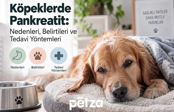 Köpeklerde Pankreatit