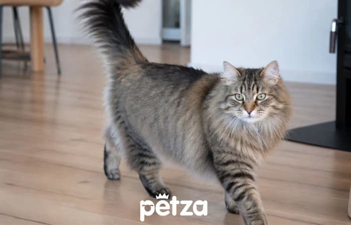 Sibirya Kedisi Özellikleri