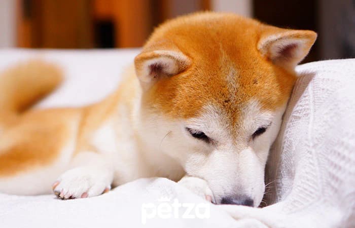 Shiba Inu Köpeği Özellikleri