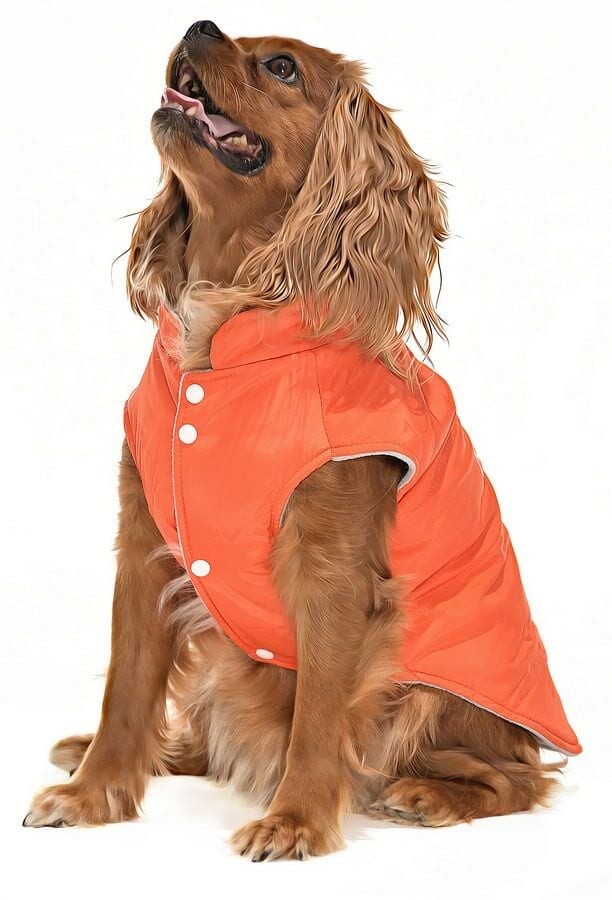 Küçük ve Orta Irk Köpek Mont - Sambo