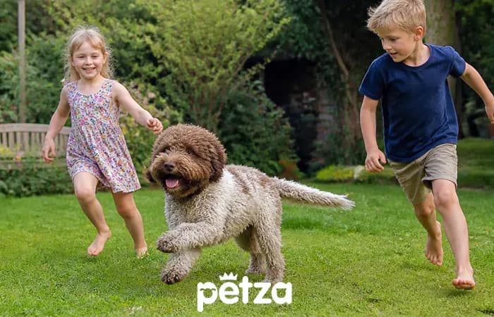 Barbet Köpeği Özellikleri