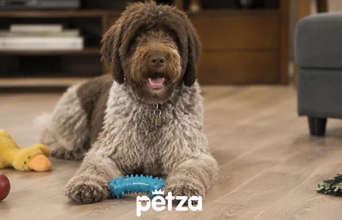 Barbet Köpeği Özellikleri
