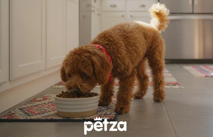 Toy Poodle&nbsp;