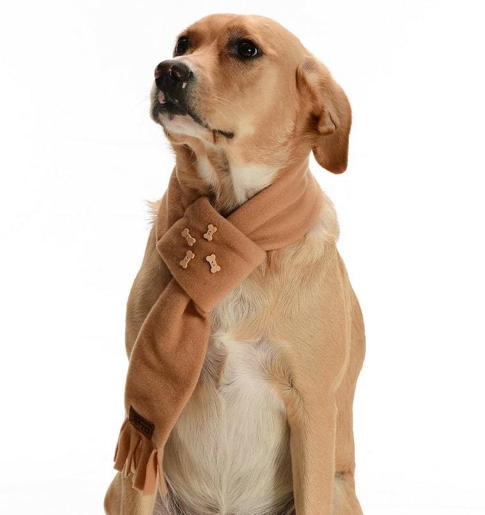 Polar Köpek Atkısı - Potak