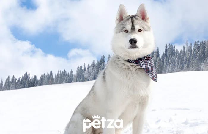 Kedi ve Köpek Sağlığı için Glukozamin