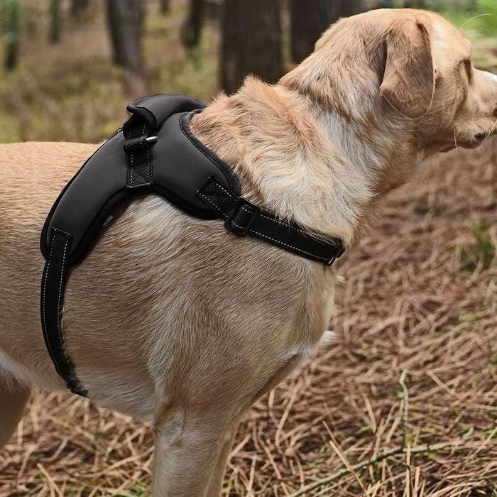 Köpek Göğüs Tasması Ratna Siyah