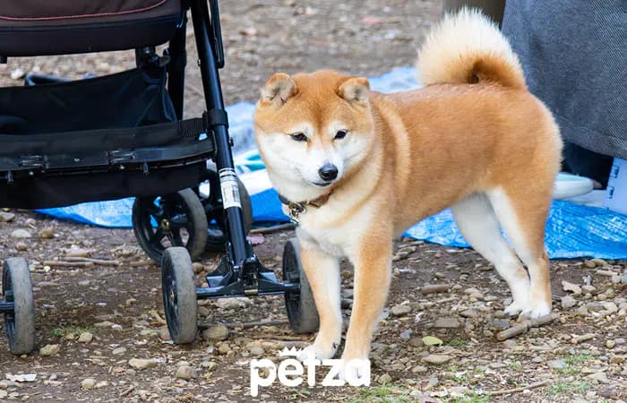 Shiba Inu Köpeği Özellikleri
