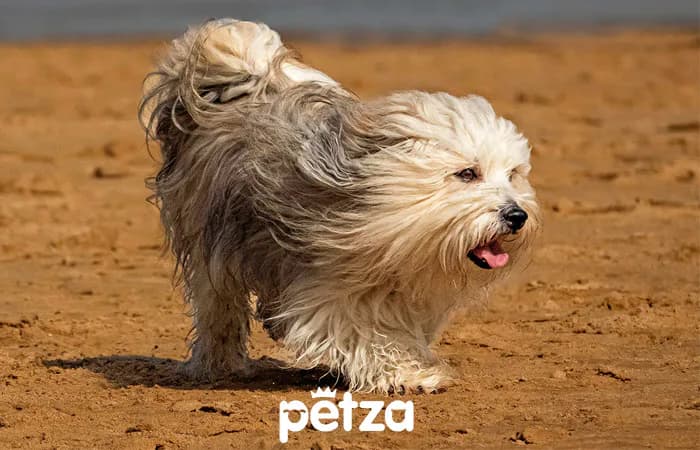 Havanese Köpeği