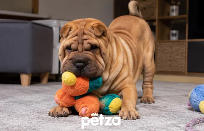Shar Pei Köpek Özellikleri