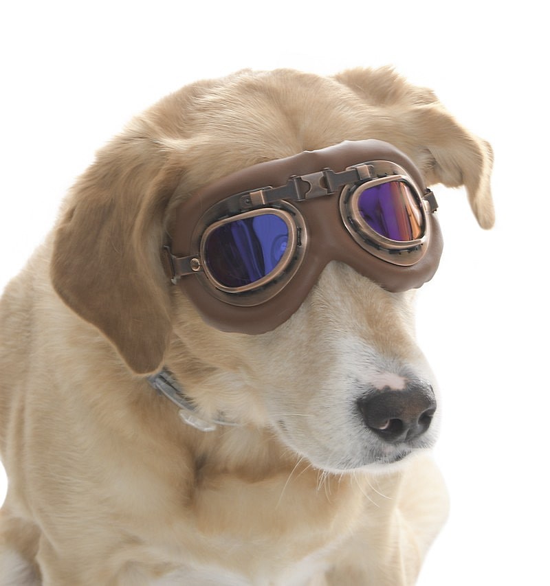 Orta ve Büyük Köpek Güneş Gözlüğü Kimmo 