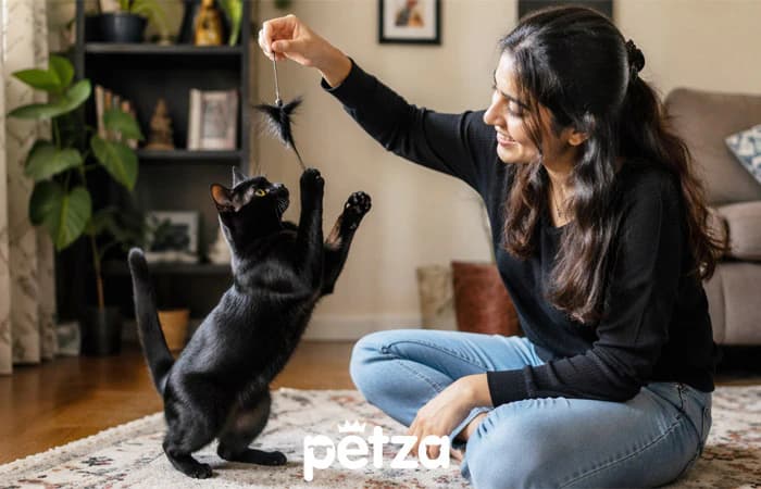 Bombay Kedisi Özellikleri