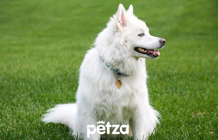 Japon Spitz Köpeği Özellikleri