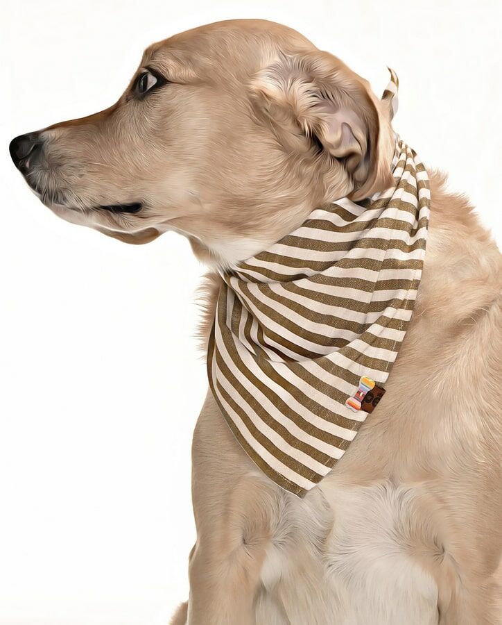 Köpek Bandana / Barbo