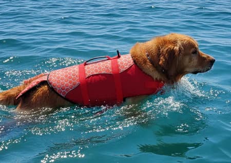 Spark Köpek Can Yeleği-Petza