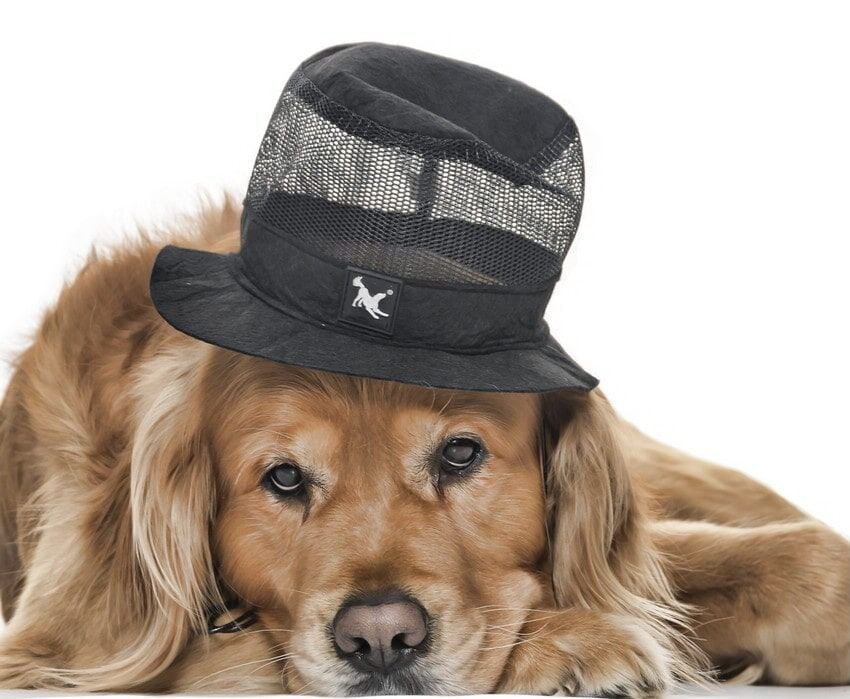 Küçük ve Orta Irk Köpekler için Şapka - Sanne