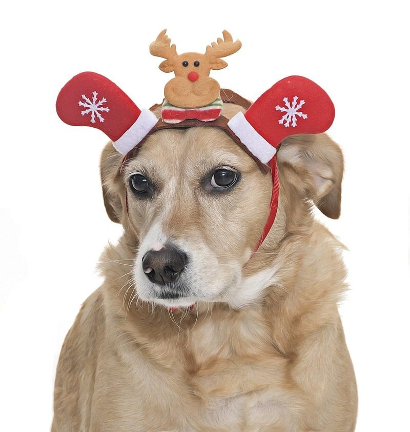 Küçük Orta ve Büyük Irk Köpekler için Taç Reindeer