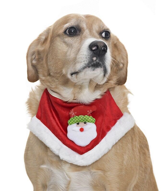 Küçük Orta Ve Büyük Irk Köpekler için Santa Bandana