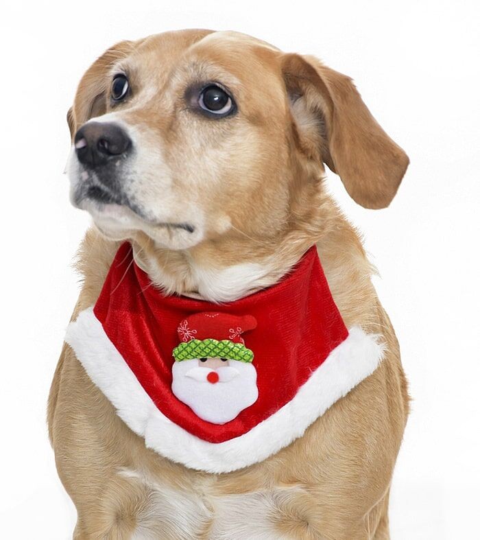 Küçük Orta Ve Büyük Irk Köpekler için Santa Bandana