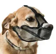 Köpek