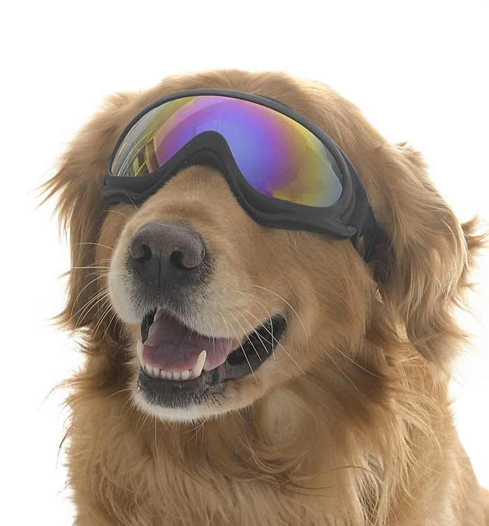 Orta ve Büyük Irk Köpek Güneş Gözlüğü Kaapo