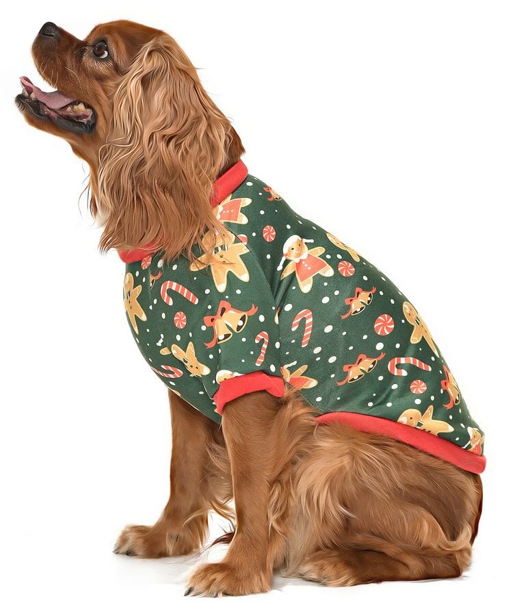 Küçük ve Orta Irk Köpek Sweater - Limba