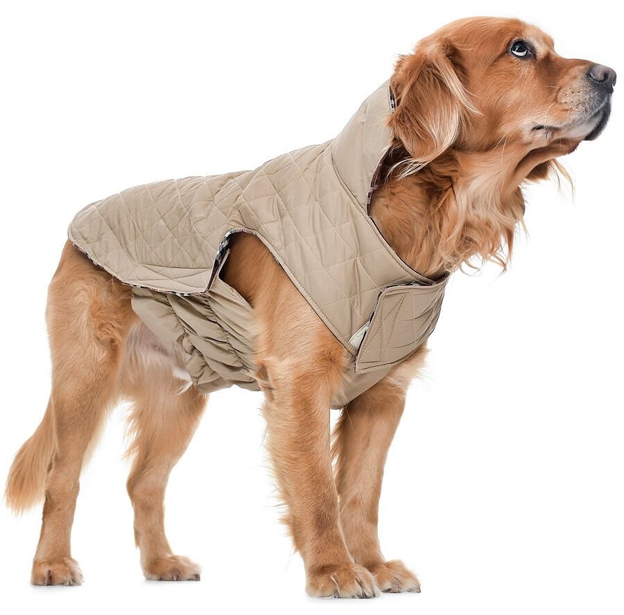Köpek Büyük Irk Mont Kampe Çift Taraflı Krem