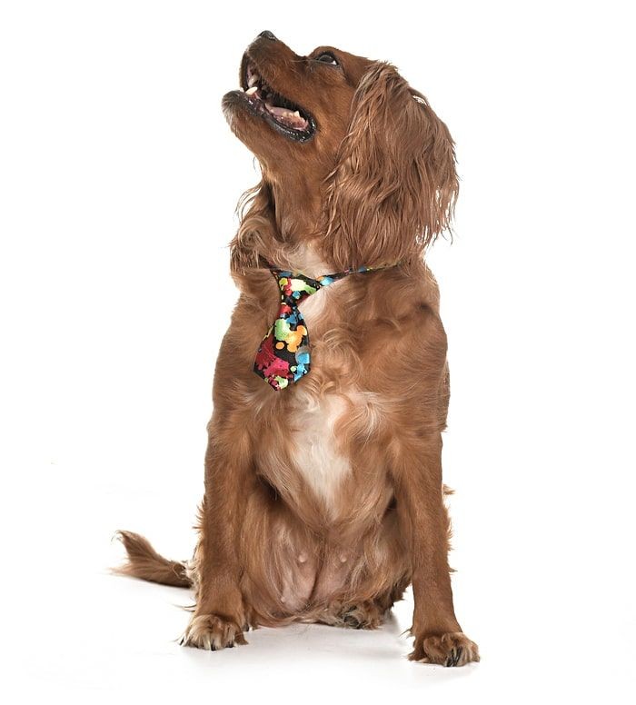 Köpek Kravat / Korg