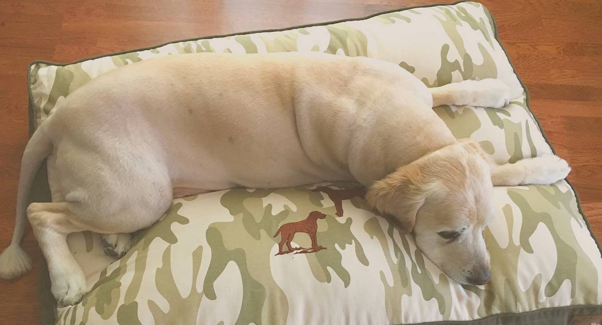Köpek Yatağı - Camo Desert Small