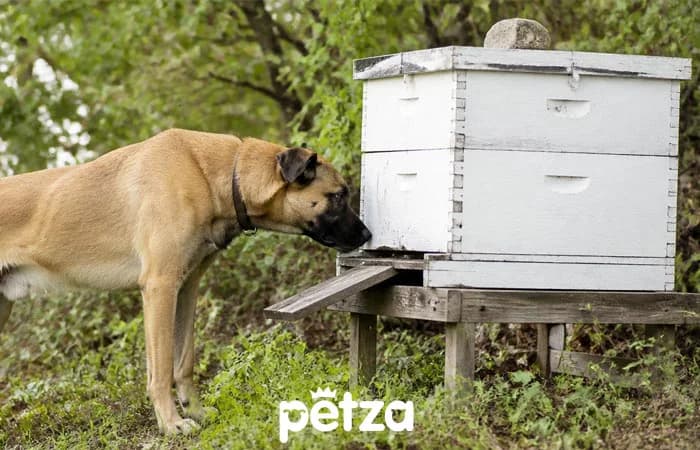 Köpeklerde Arı Sokması