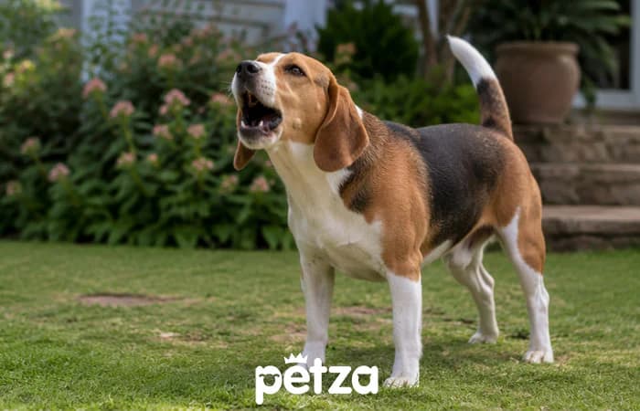 En Çok Havlayan Köpek Irkları: Beagle