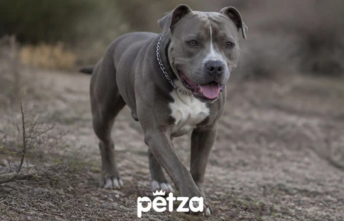 Pitbull Özellikleri