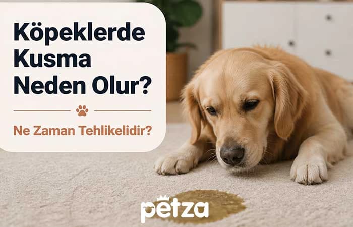 Köpeklerde Kusma Neden Olur?