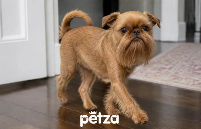 Brüksel Griffon Köpeği Özellikleri