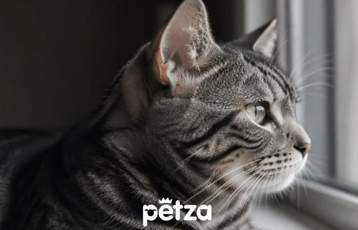 American Shorthair Kedisi Özellikleri
