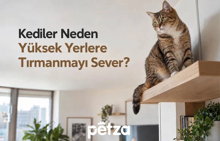 Kediler Neden Yüksek Yerlere Tırmanmayı Sever?