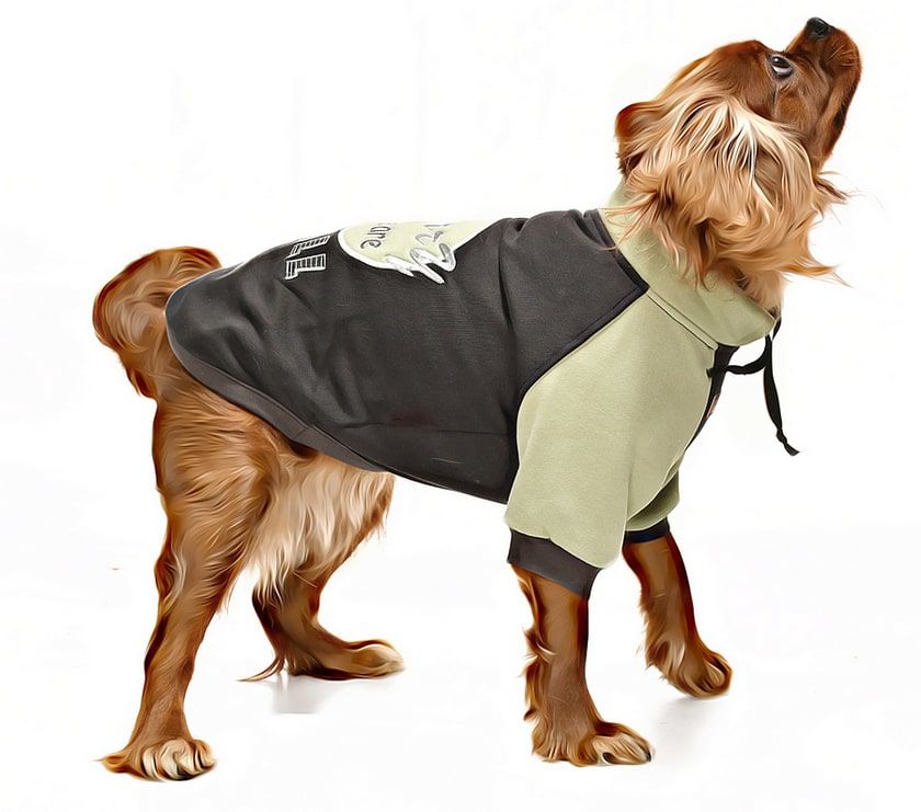 Küçük ve Orta Irk Köpek Sweatshirt - Ramora - Köpek Kıyafeti