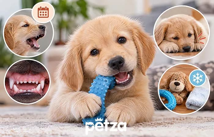 Yavru Köpeklerde Diş Çıkarma