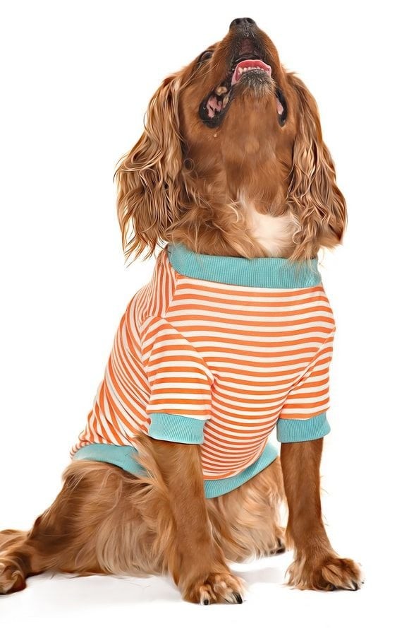 Küçük ve Orta Irk Köpek Sweatshirt - Pabo - Köpek Kıyafeti