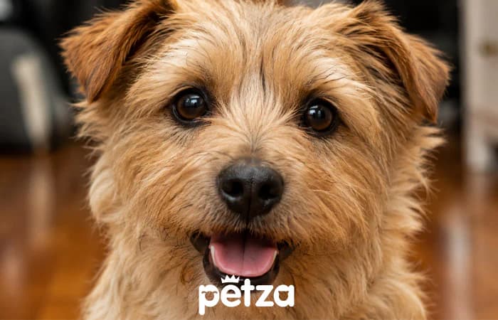 Norfolk Terrier Köpeği Özellikleri