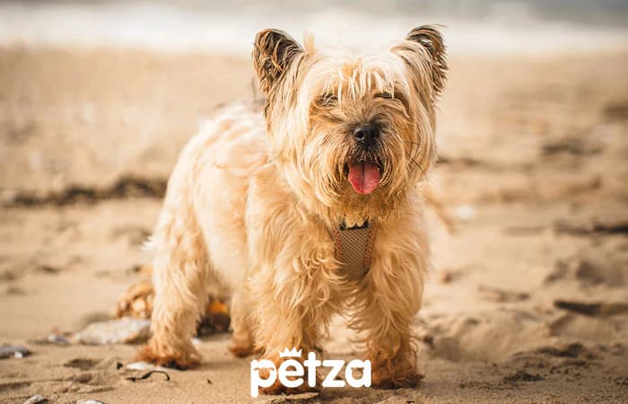Norfolk Terrier Köpeği Özellikleri