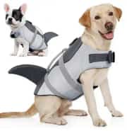 Köpek