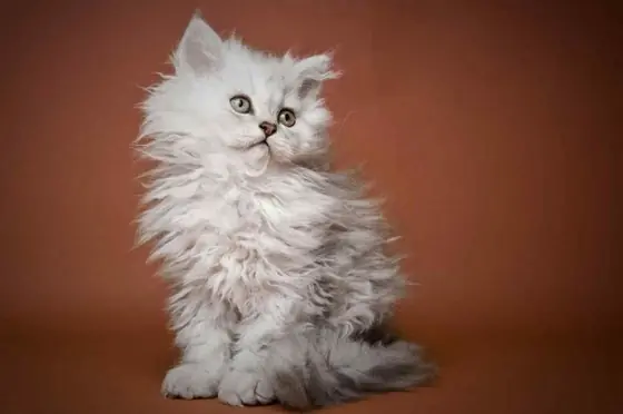Selkirk Rex Kedi Özellikleri