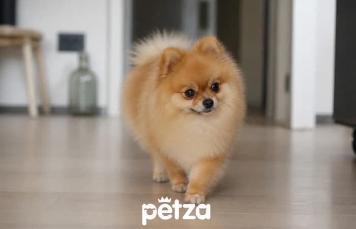 Pomeranian Köpek